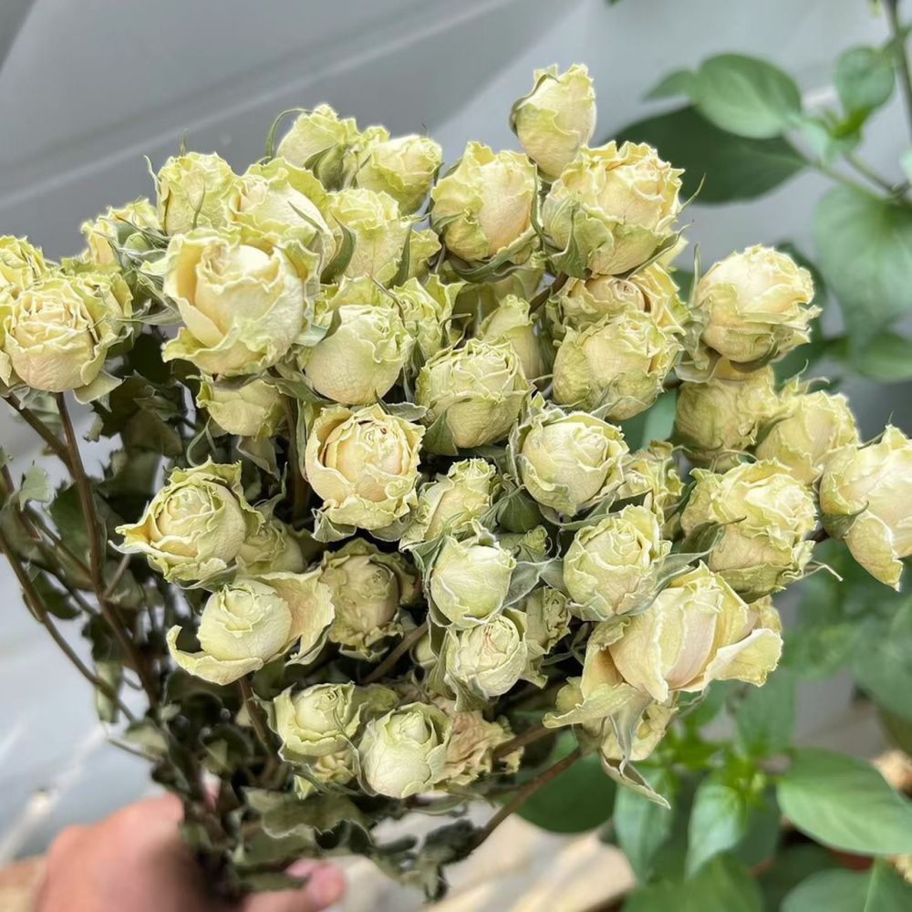 Real Preserved Roses Dried Flo - Resin Craft Ideas recension och pris